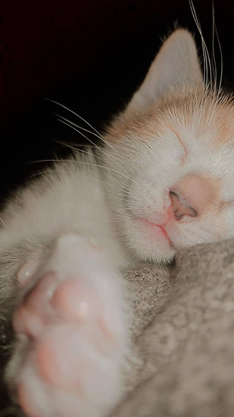 kitten 0