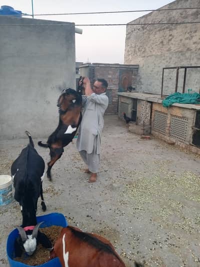 dogla bakra