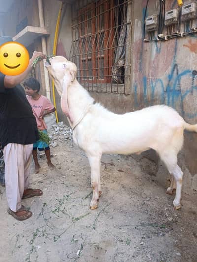 Bakra 03352624632