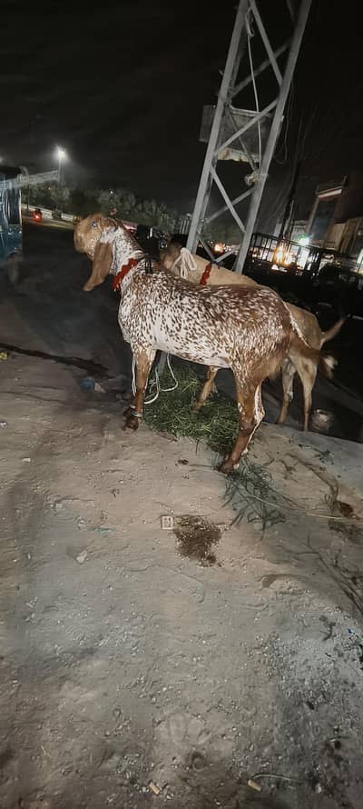 Bakra 2