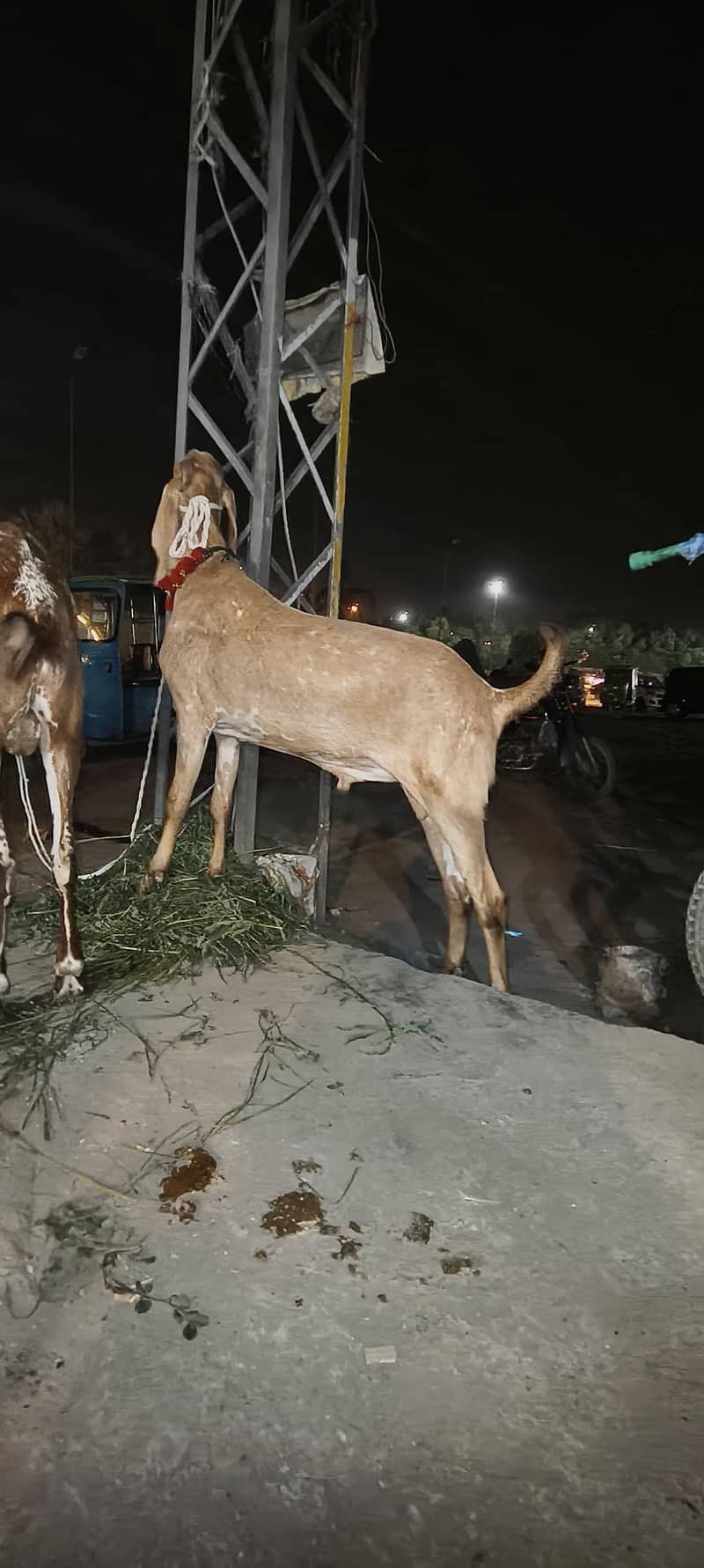 Bakra 2 1
