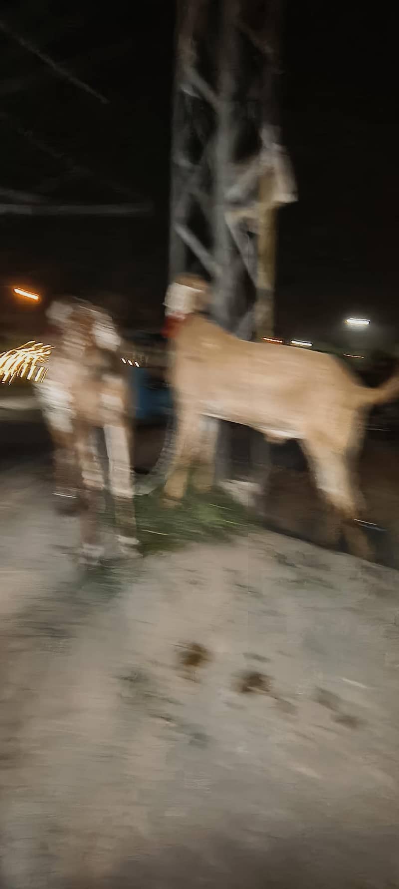 Bakra 2 2