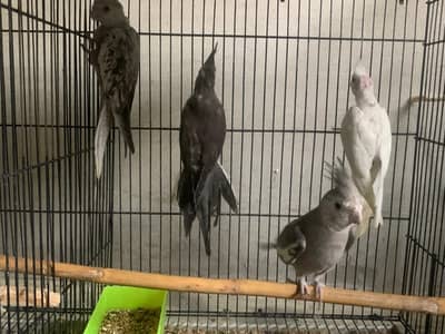 Parrots for sale