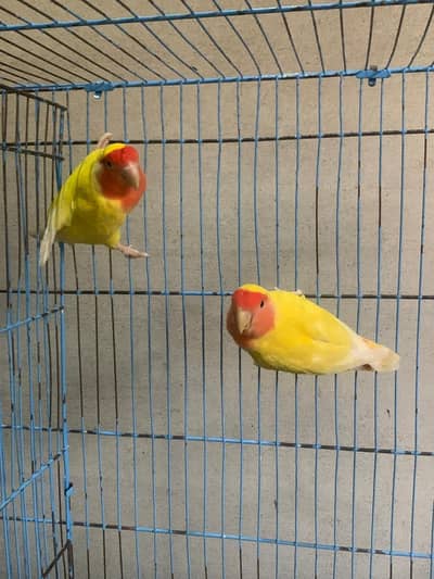 pair for sale  [ healthy and active ]