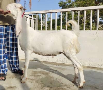 GULABI KHASSI FOR QURBANI