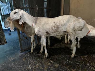 Dumbay for sale munasib se qeemat hy
