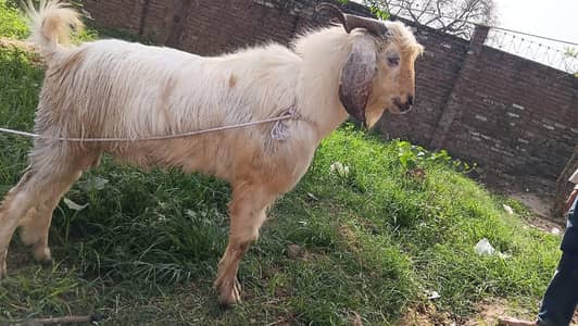 donda big bakra . . zinda wight50 kg