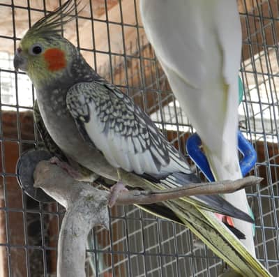 COCKATIEL  PARROT