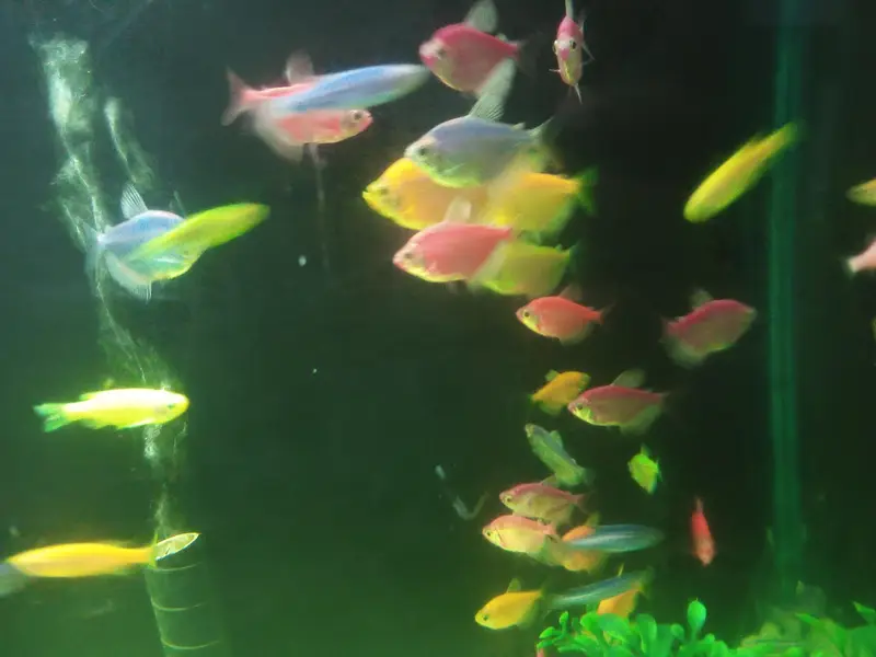 wido tetra + zebra danio