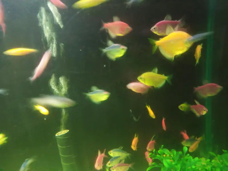 wido tetra + zebra danio — photo 2
