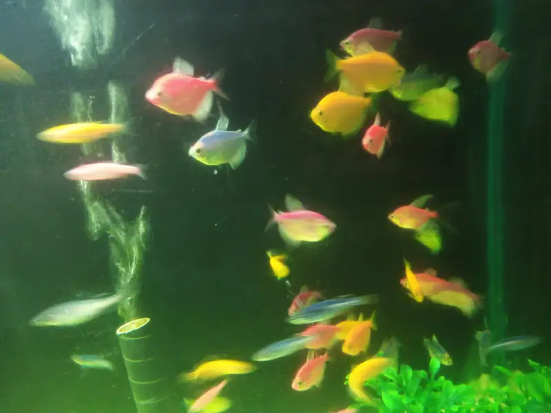 wido tetra + zebra danio — photo 3