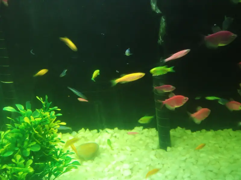 wido tetra + zebra danio — photo 4
