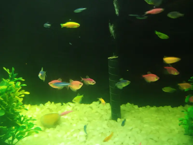 wido tetra + zebra danio — photo 5