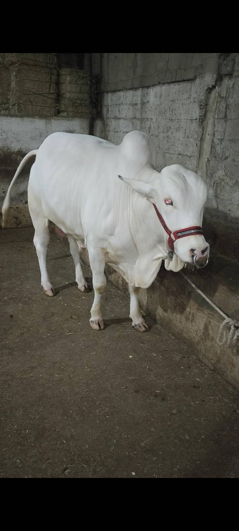 gobile 6