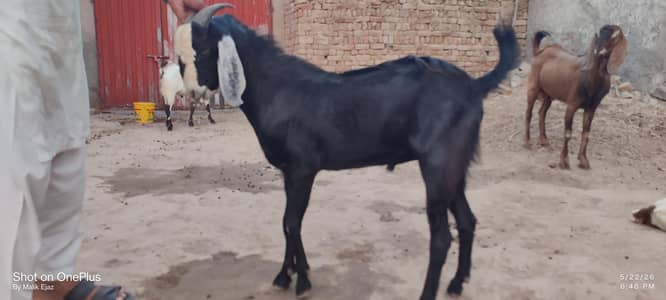 bakras for Eid  payra Bakra for Eid 4 Bakra ha Jo acha laga rabta kra
