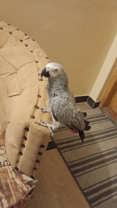 African grey healthy active female