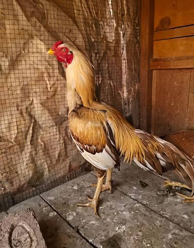 Reza aseel murgha for sale