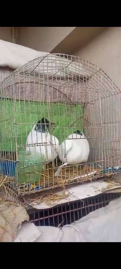 2 KALDUMAY MALE