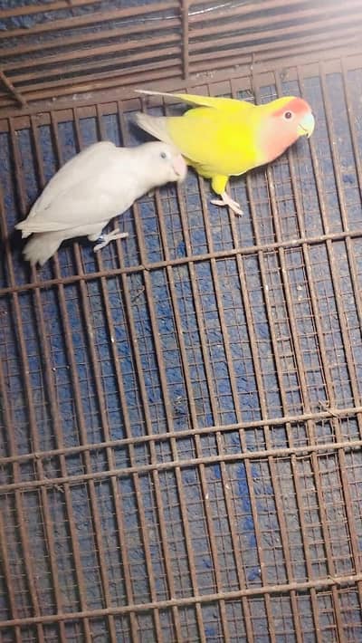 parrot