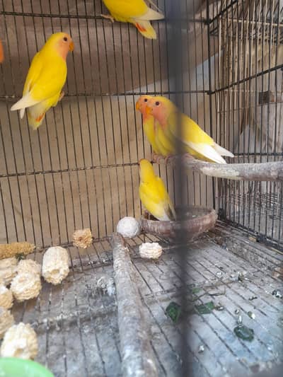 Birds for sale
