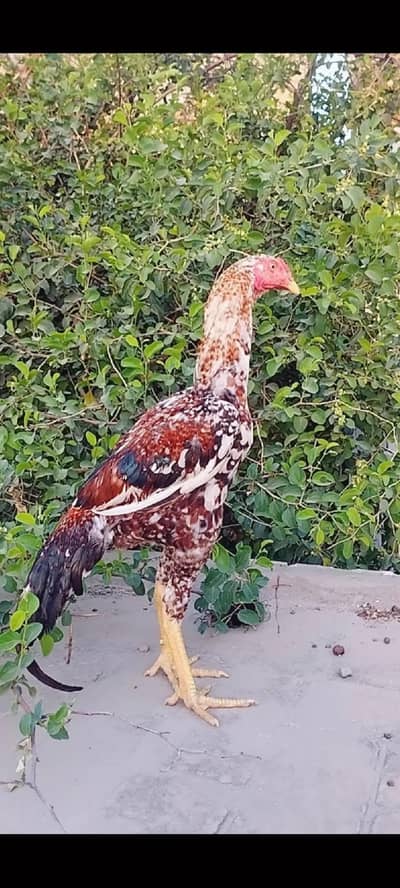 I am selling my pure red cheena patha adress bahawalnager wokla colony