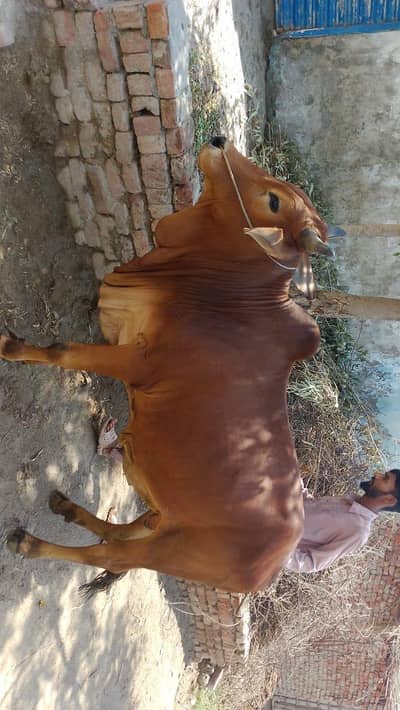 Wacha/ desi Bacha/ Bail/ bull/ Qurbani Ka janwar for sale