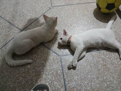 persion cats pair
