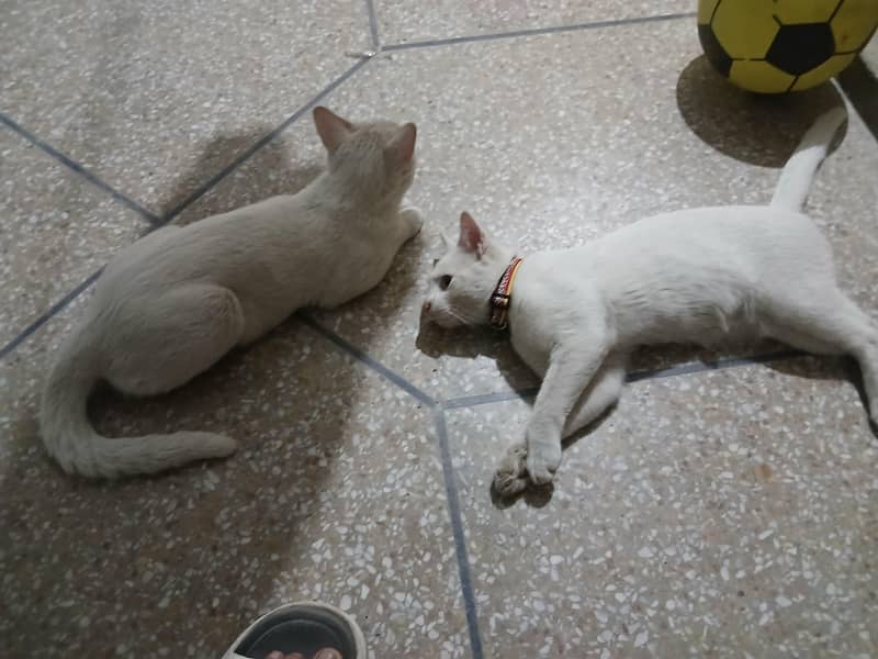 persion cats pair 0