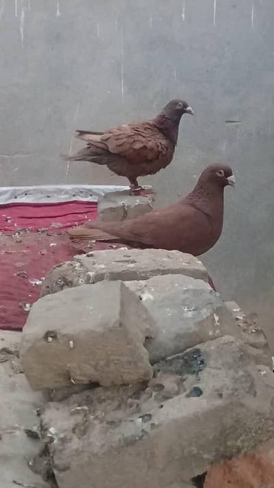 Domestic Red Fancy Pigeon