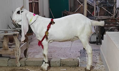 Gulabi Bakra Goat 2 daant Khassi Heavy Weight