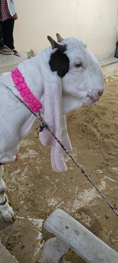 Gulabi Bakra Goat 2 daant Khassi Heavy Weight