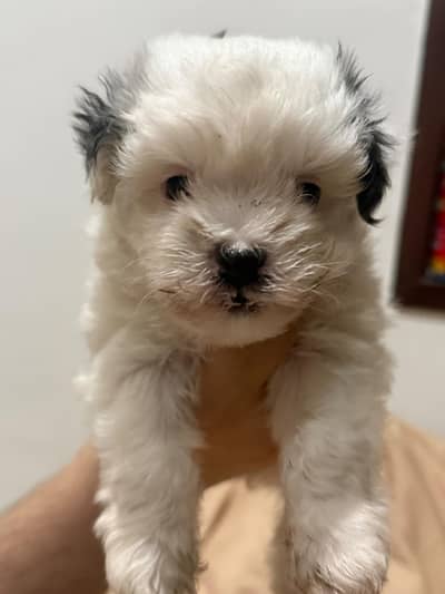 Shitzu Puppy for sale