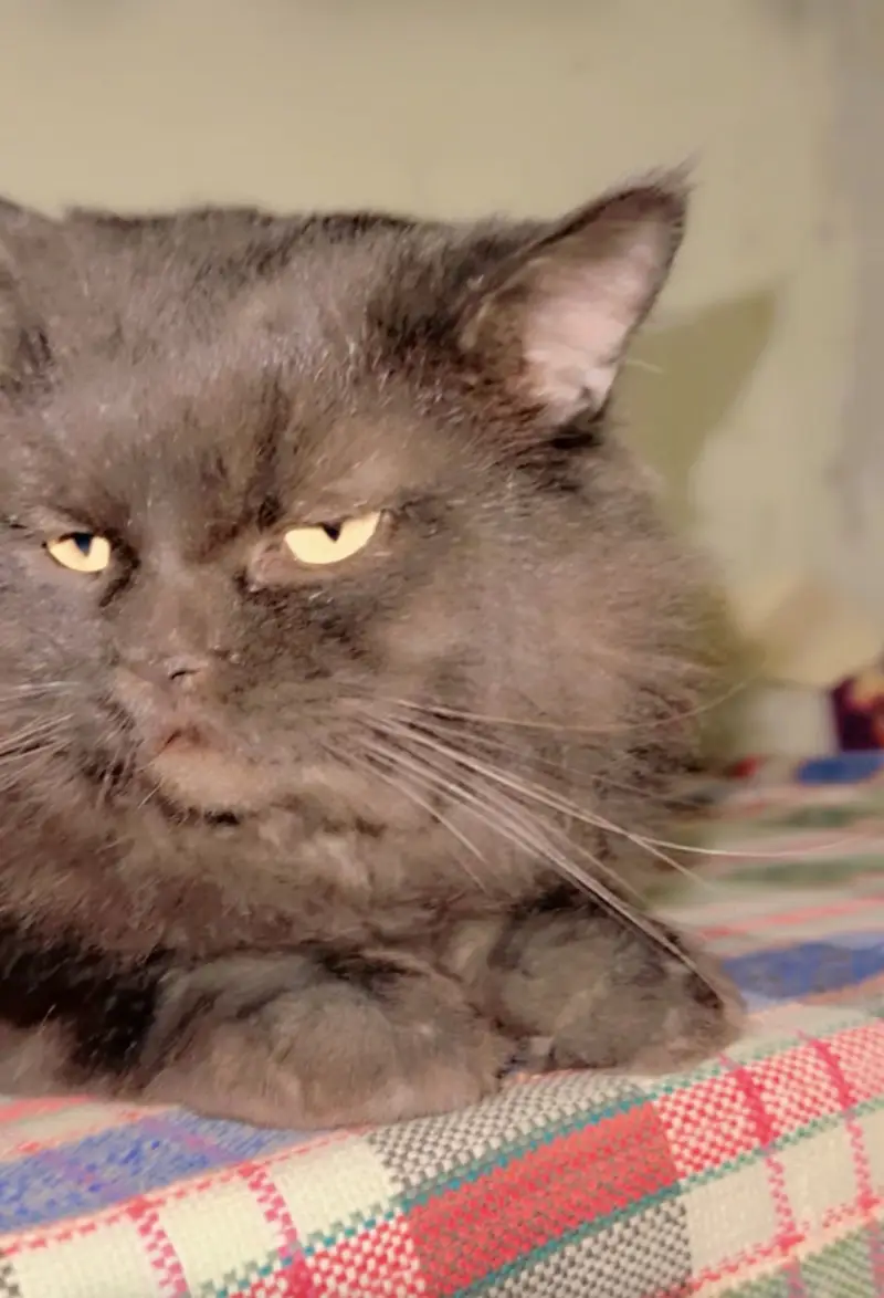 Beautiful Persian Cat For Sale – Healthy & Active"