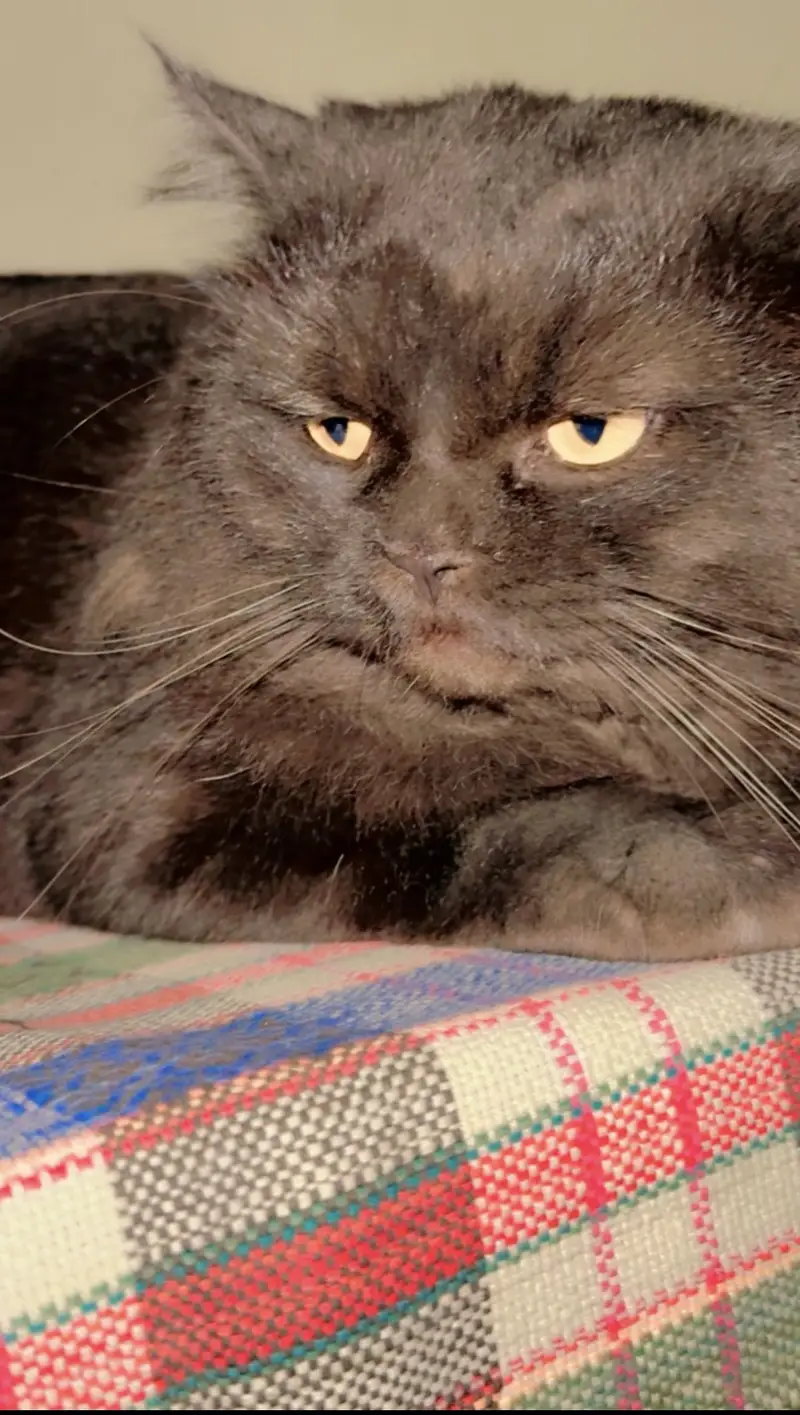 Beautiful Persian Cat For Sale – Healthy & Active" — photo 2