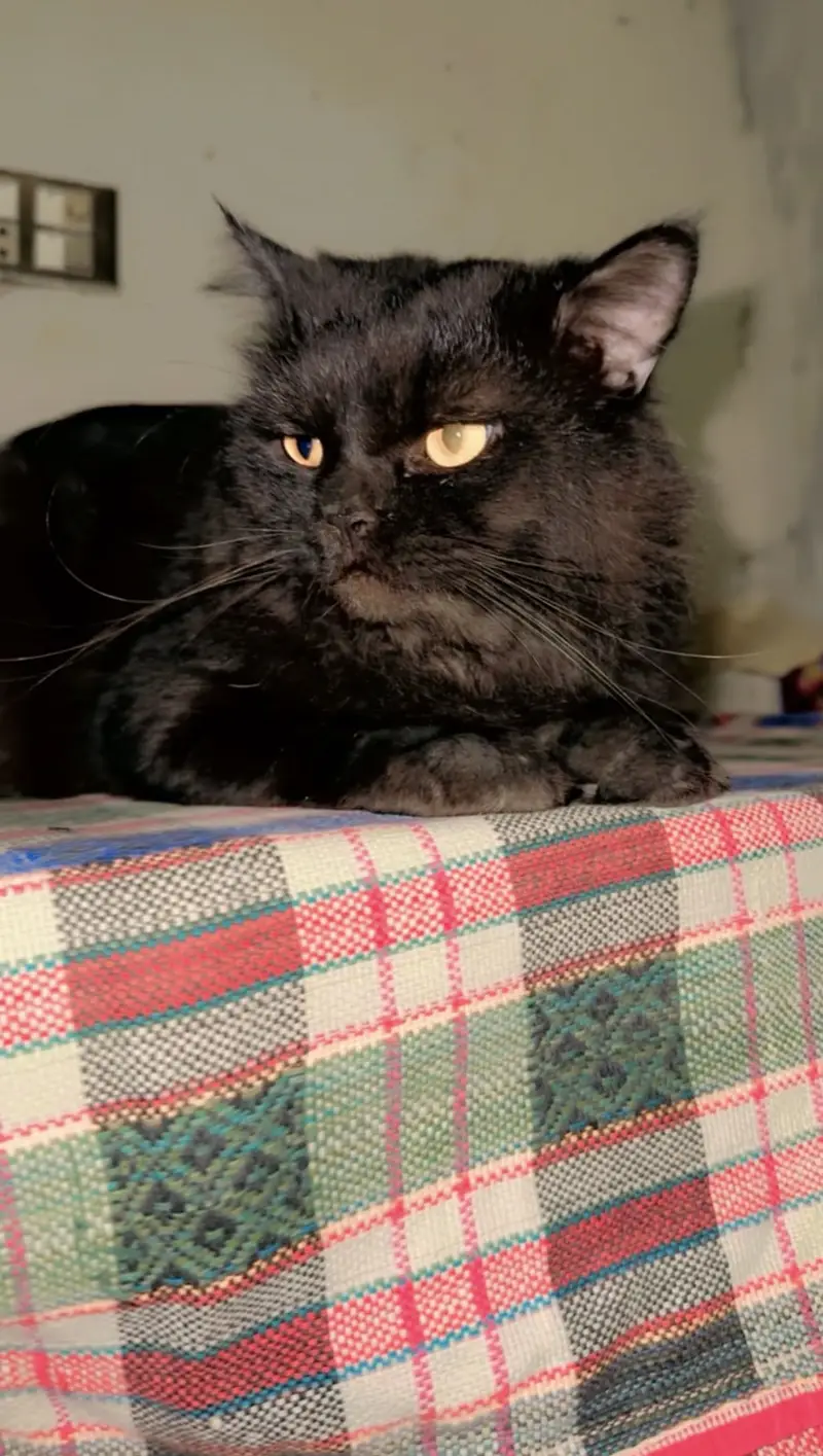 Beautiful Persian Cat For Sale – Healthy & Active" — photo 4