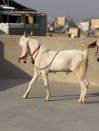 Gulabi bakra
