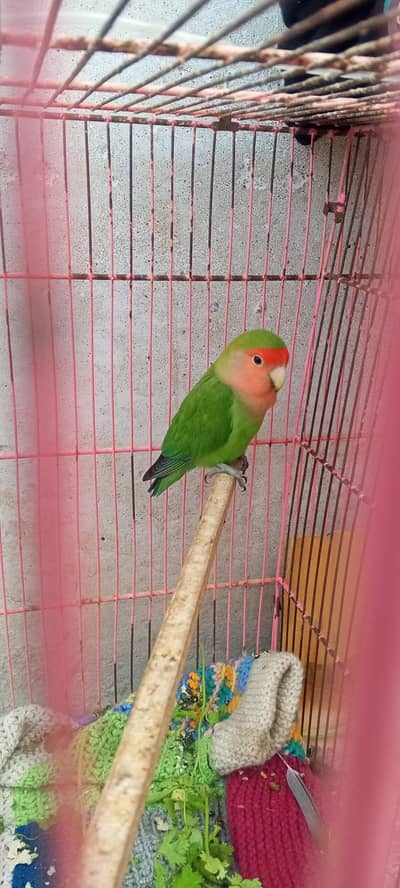 Peach face parrots