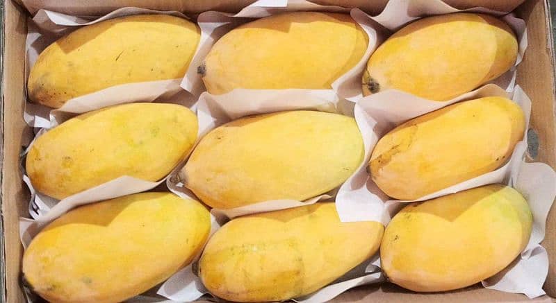 Mango sindhri 1