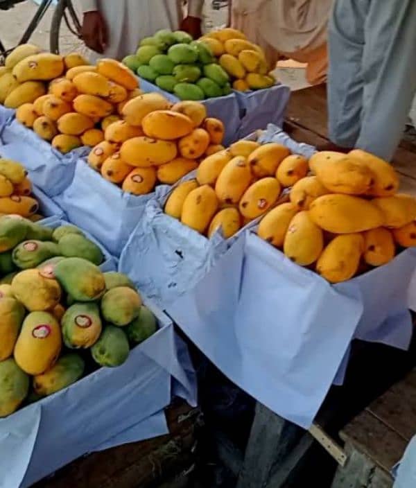 Mango sindhri 3