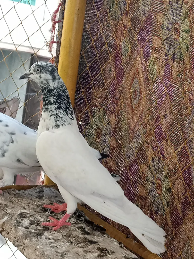 high quality pegions