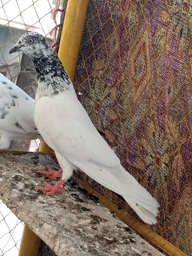 high quality pegions 1