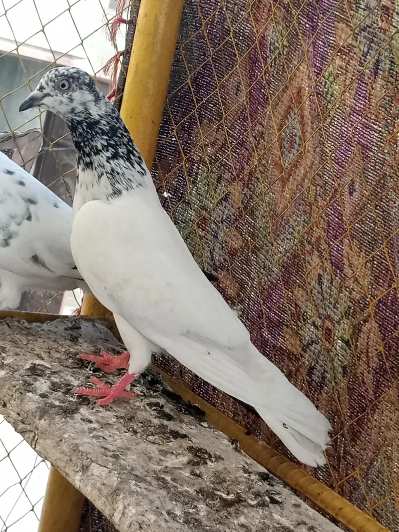 high quality pegions — photo 2