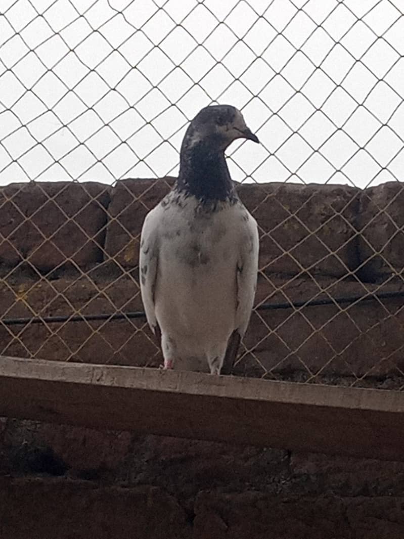 high quality pegions 6