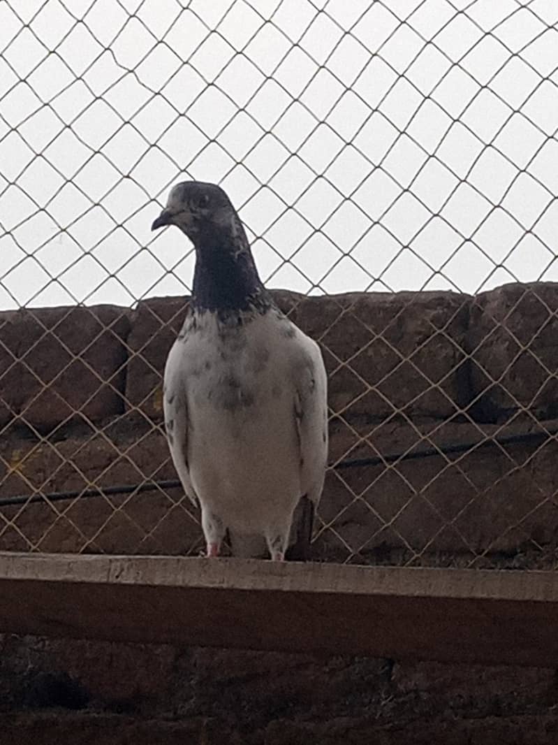 high quality pegions 7
