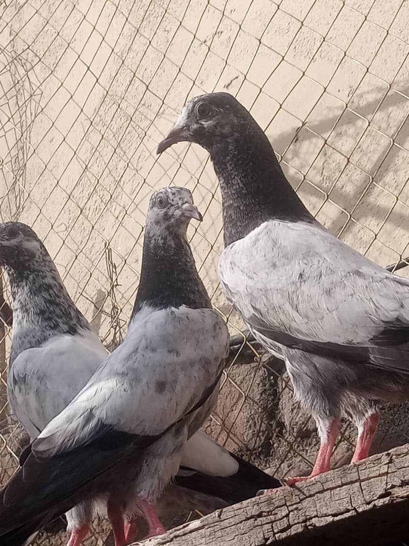 high quality pegions 9