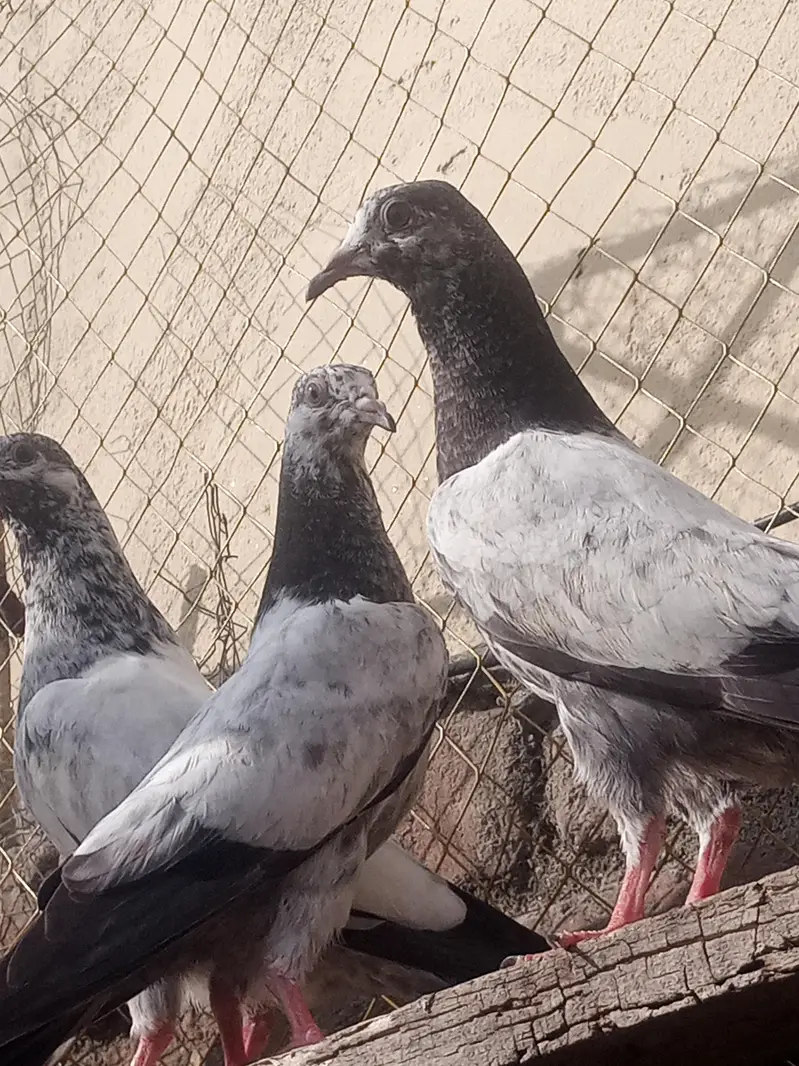 high quality pegions — photo 10