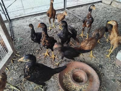 Hens Chicks Jawa Aseel Java