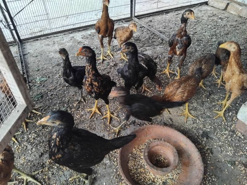 Hens Chicks Jawa Aseel Java 0