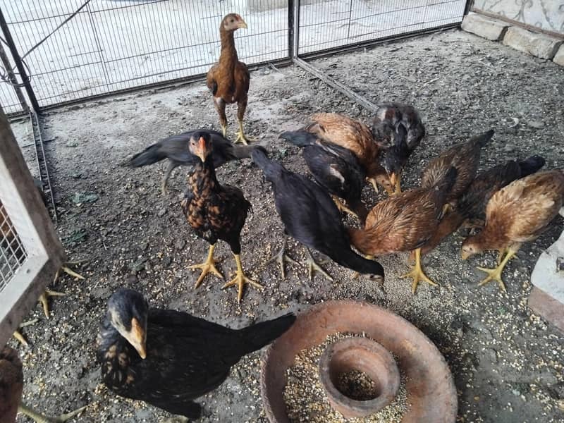 Hens Chicks Jawa Aseel Java 1