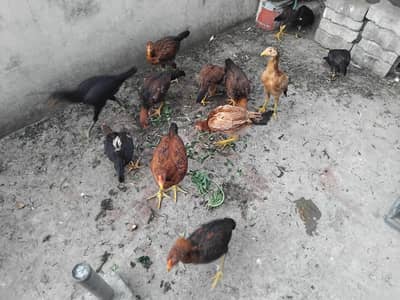 Hens Chicks Jawa Aseel Java